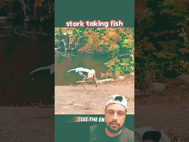 The heron helped the fish( Rendi goodboy)#wildlife #birds #nature #shortvideo #shorts