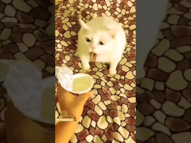 Funny Animals 2023  - Funniest Cats and Dogs video    #shorts