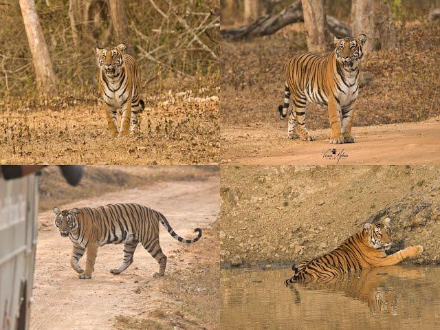 Kabini JLR Wildlife Safari 2022 (Total 8 Tigers & 1 Leopard Sightings of 4 Safaris)