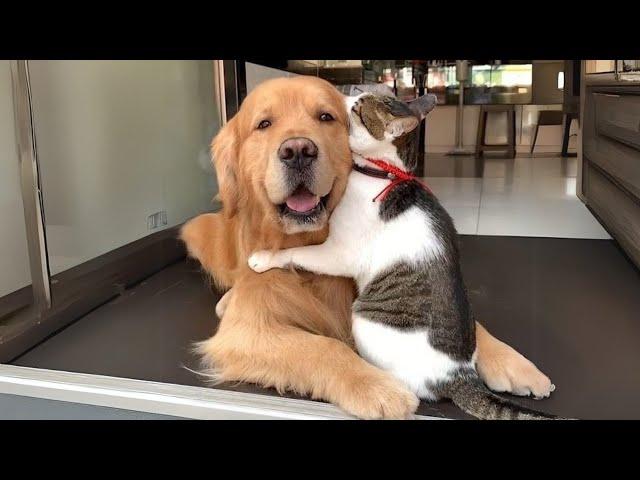 When Your Cats Who Can't Deny Their Love for Dogs!