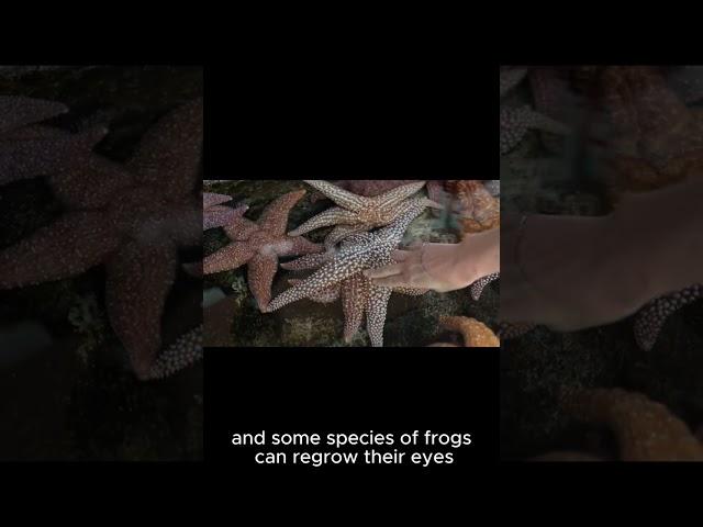 Animals That Can Regrow Body Parts