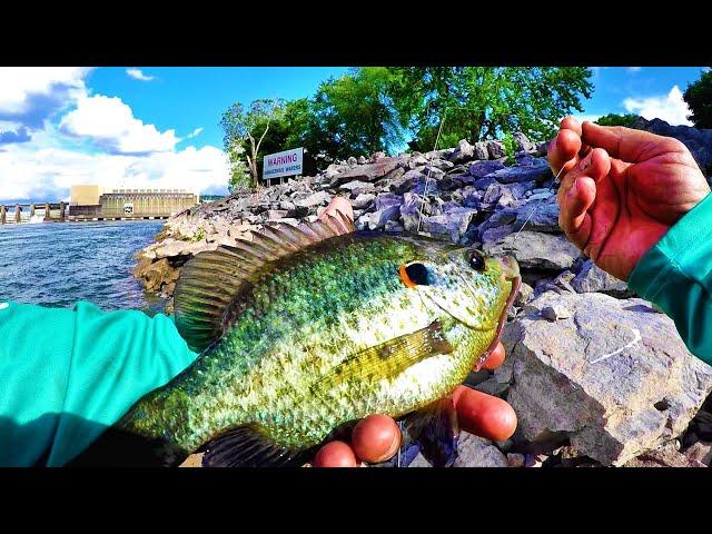 How To Catch BIG Panfish From The Bank! EASY Technique