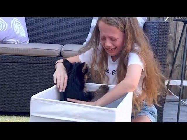 New Puppy Surprise Compilation 2024! The Best DOG Moments