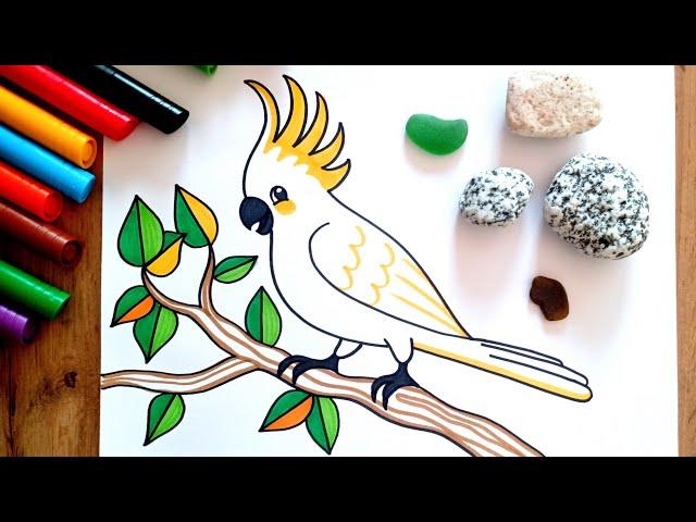 HOW TO DRAW a Parrot - Cockatoo - easy drawing for kids - coloring with markers