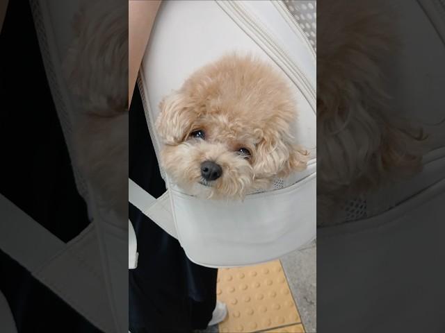 인형인줄 알았어요^^ #강아지 #푸들 #예쁜강아지