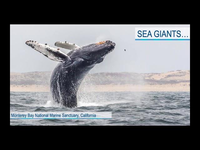 Exploring the Depths of Monterey Bay National Marine Sanctuary