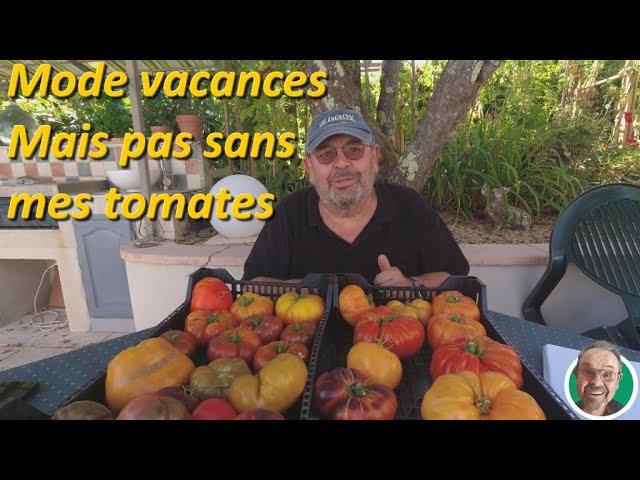 Mode vacances mais pas sans tomates #CultiverEnPots    #PotagerEnPots          #EspaceRestreint