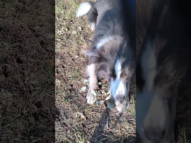 #bordercollie #dog #training #dogtraining #opvang #mydog #vakantie #honden #hondenvideo #собака