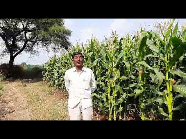 Kaveri Seeds Hybrid Maize KMH 3712 Rabbi season plot