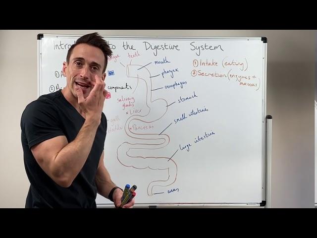 Overview of the Digestive System