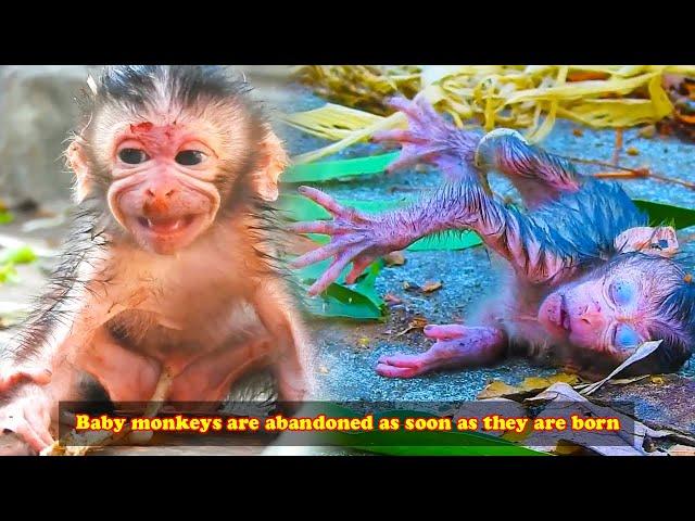 Mother monkey abandons baby monkey after birth, leaving baby monkey crying alone on the ground!