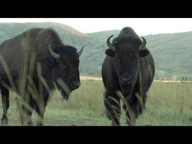 Bison - Farm To Fork Wyoming