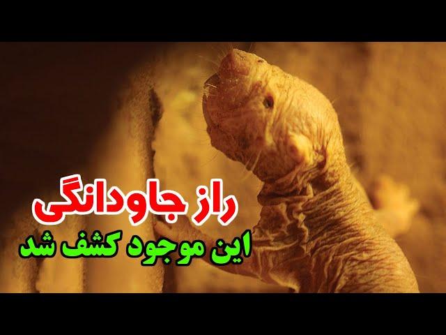 این موجود، راز جاودانگی را فاش می‌کند