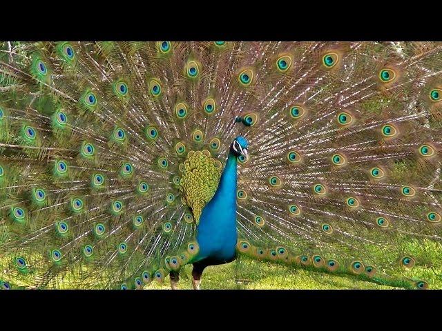 Peacock Dance Display - Peacocks Opening Feathers HD & Bird Sound