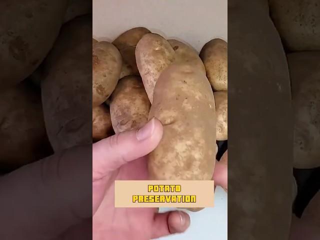 Amish Potato Preservation Hack Will Blow Your Mind!  #shorts