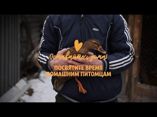 Посвятите время домашним питомцам.