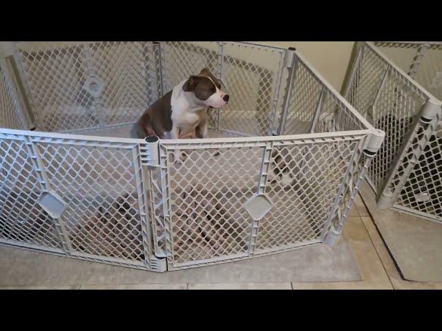 Welcome To Our Puppy Delivery Room! Ultra Class Family!