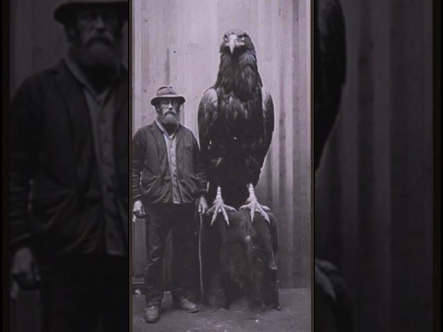 Meet Foster the largest Golden Eagle  who lived for 65 years #beast #giant #scary #ai #goldeneagle