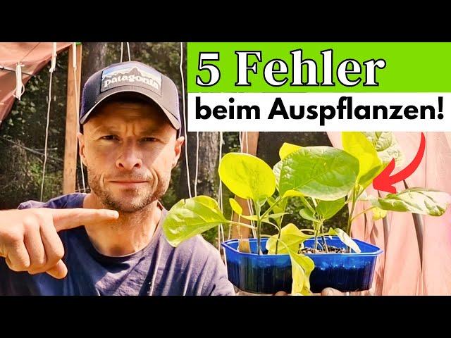 5 schlimme FEHLER beim Auspflanzen Deiner Jungpflanzen ... und wie Du es RICHTIG machst!