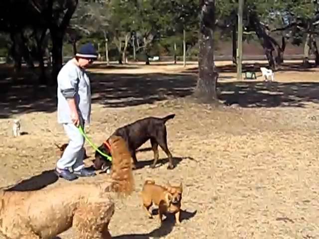 In the Dog Park