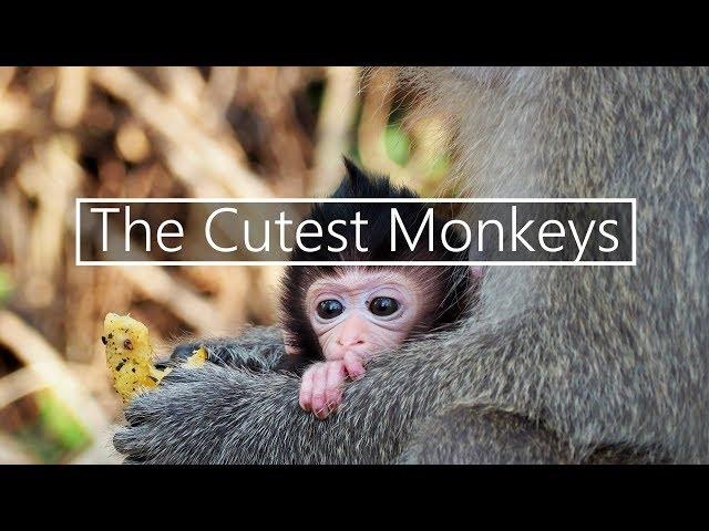 The cutest Monkeys