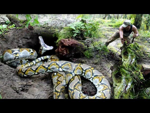 SHEARING DURING EVACUATION OF THE HUGE PYTHON MONSTER FIGURE IN A CREATORY HOLE..!!