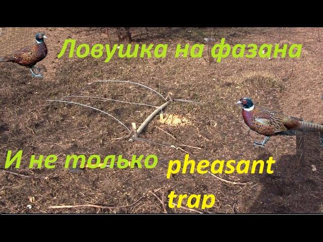 Примитивная ловушка на птиц///Primitive bird trap///своими руками///do it yourself