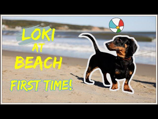 Dachshund Loki @ Beach First Time | 小腊肠国强第一次去沙滩