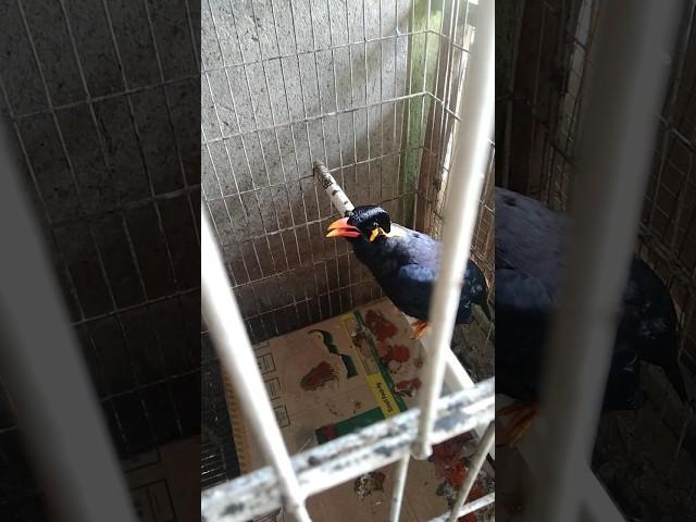 koil ki kooo.... #shorts #viralvideo #shortvideo #birds #short