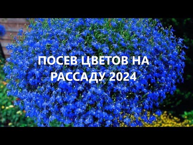 Посев цветов 2024