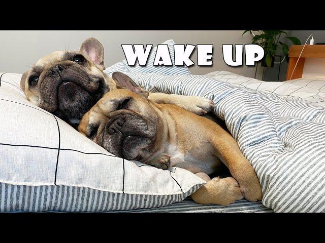 What Do My Dogs Do Every Morning? | My French Bulldog's Morning Routine