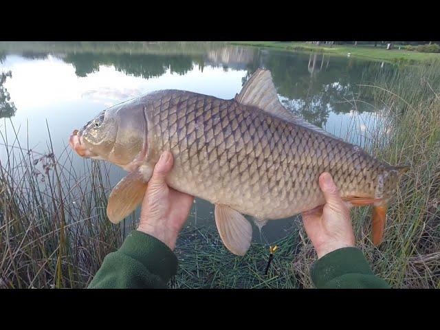 Early morning pond session #urbanpondfishing #pondfishing #carpfishing #carp