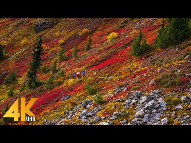 11 HRS Incredible Fall Foliage - Best 4K Autumn Nature Scenes from Around the World + Calming Music