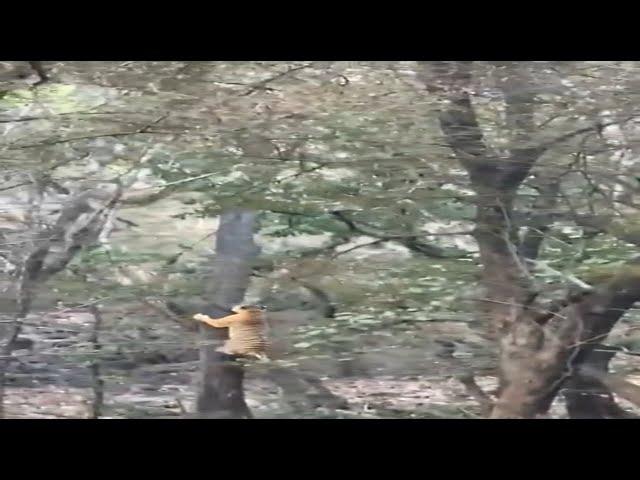 Tiger  Hunts Leopard  | Climbing Tree  #shorts #short
