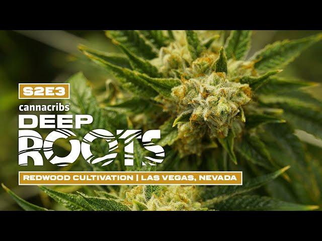 Cookies, Tyson Ranch, Dizzy Wright, Tommy Chong: Grown by Redwood Cultivation