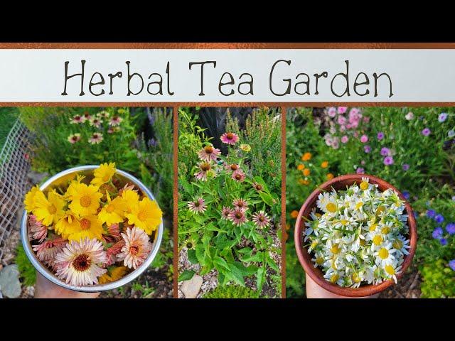 Summertime Herbal Tea Garden :: Everything Is Blooming!