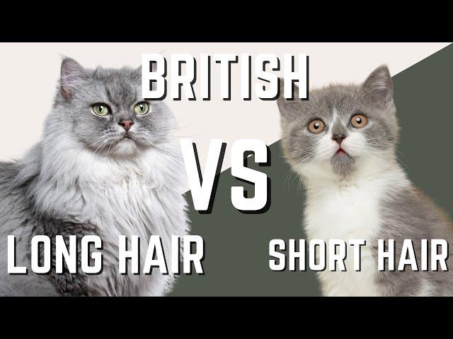 British LongHair Cat VS British Shorthair Cat - What are the differences