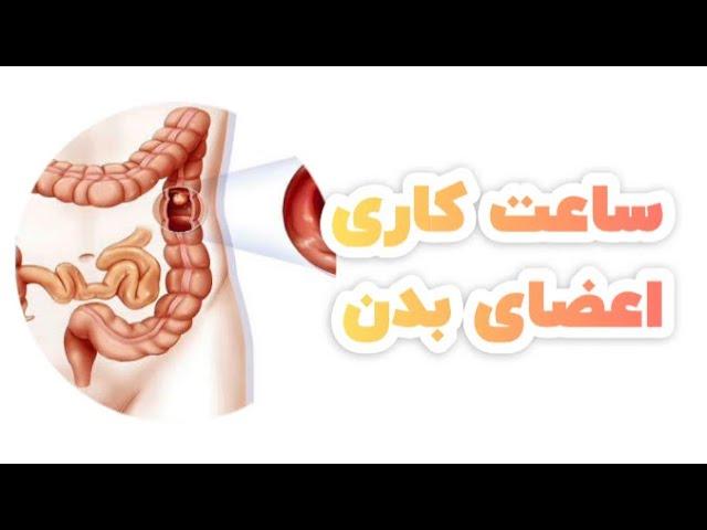 اعضای بدن چه ساعتی کار میکنند!/دکترنکته