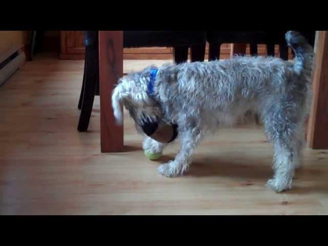 Monty The Miniature Schnoodle Playing Football