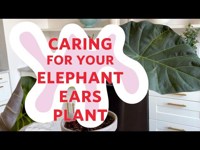 How to Care for Elephant Ears Alocasia Plants