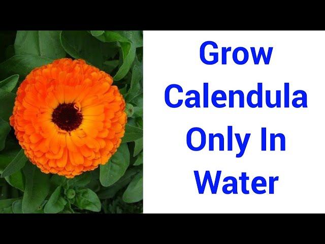 Grow Calendula In Water / How to grow calendula at Home