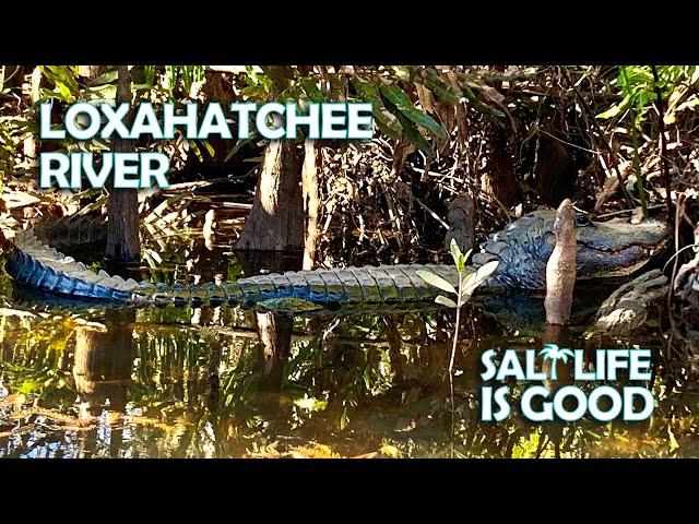 See Alligators & Paddle the Loxahatchee River in Florida - Canoe from Jonathan Dickinson State Park