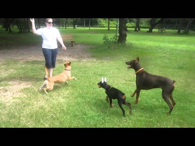 Emma and Jones at the Niceville Dog Park