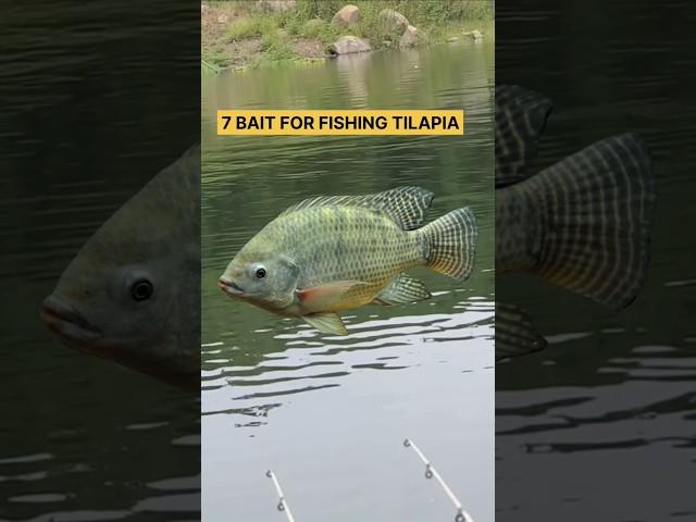 Tilapia Fishing Bait #shorts #fishing #tutorial