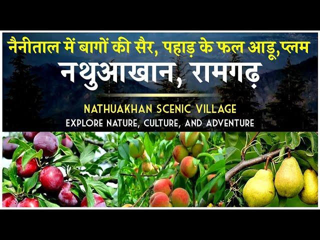 Nathuakhan Scenic Village near Ramgarh Nainital | Uttarakhand fruits Aadu/Peach , Plum | CheckInNews