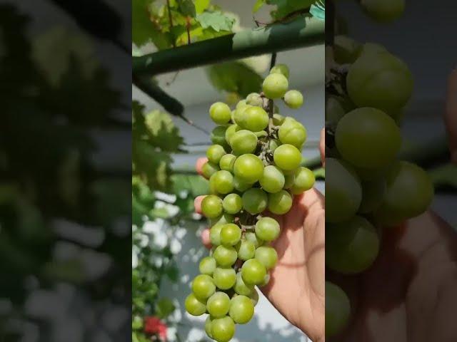 Vườn Sài Gòn tuyển chọn những giống nho dễ trồng, dễ ra trái, phù hợp khí hậu nóng ở Sài Gòn