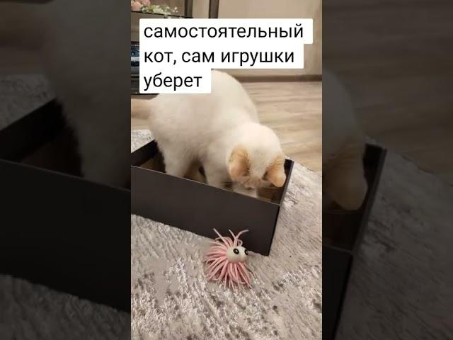 Умный Умка! Кот всё сам сделает!