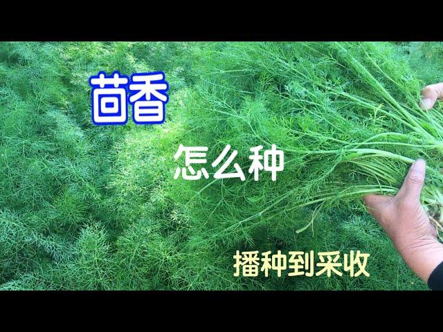 茴香种植/播种/采收