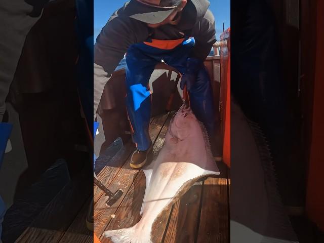 Halibut Fishing w/ SNAP GEAR Edit that Jim #commercialfishing #oceanfishing #gründen #halibut