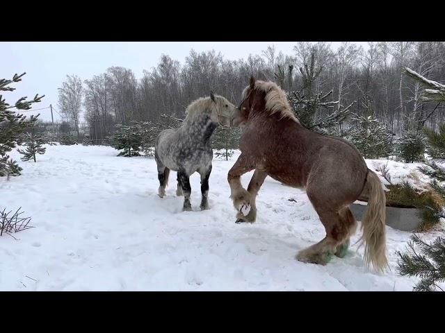 Драка жеребцов тяжеловозов!!! ПЕРШЕРОН 7.5 лет и БРАБАНСОН 2.5 года